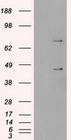 HEK293T cells were transfected with the