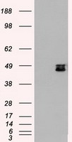 HEK293T cells were transfected with the