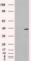 HEK293T cells were transfected with the