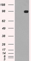 HEK293T cells were transfected with the