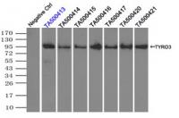 Immunoprecipitation (IP) of TYRO3 by usi