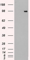 HEK293T cells were transfected with the