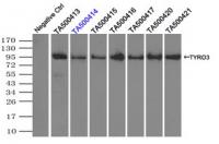 Immunoprecipitation (IP) of TYRO3 by usi