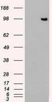 HEK293T cells were transfected with the