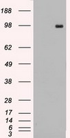 HEK293T cells were transfected with the