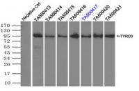 Immunoprecipitation (IP) of TYRO3 by usi