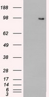 HEK293T cells were transfected with the