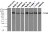 Immunoprecipitation (IP) of TYRO3 by usi