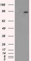 HEK293T cells were transfected with the