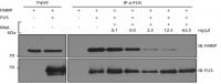 Recombinant FMRP and FUS proteins (TP301