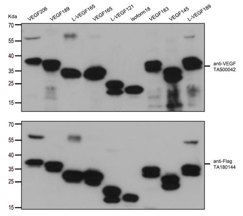 HEK293T cells were transfected with the