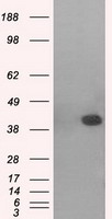 HEK293T cells were transfected with the