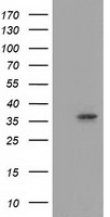 HEK293T cells were transfected with the