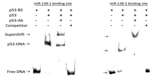 P53 binds to the predicted binding site